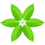 miracle-kratom-leaves-circle-2.png