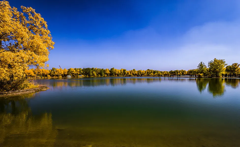 Populus euphratica forest5.jpg