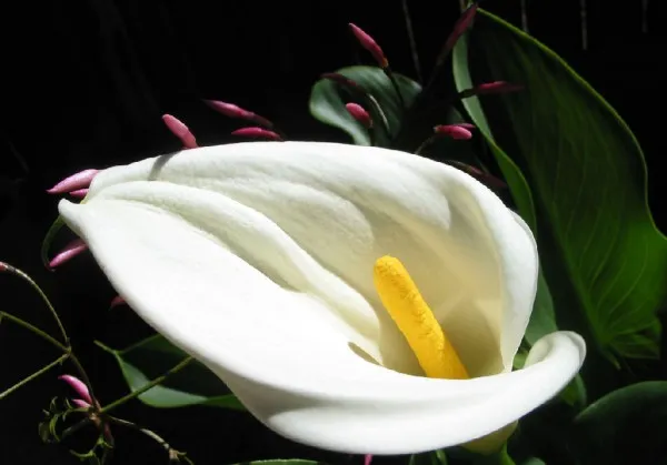 Gala-cicegi-calla-lily-600x419.jpg