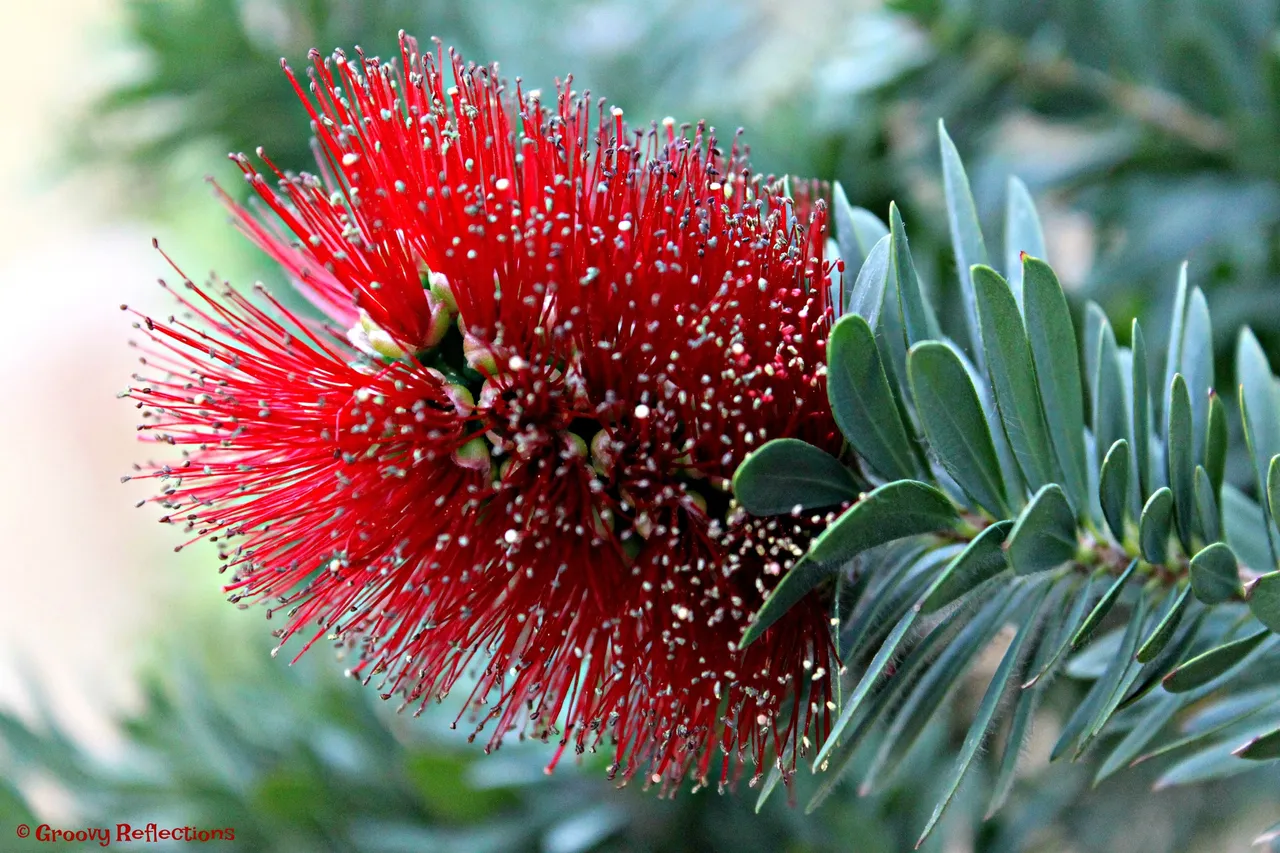 aa bottle brush IMG_6850.jpg