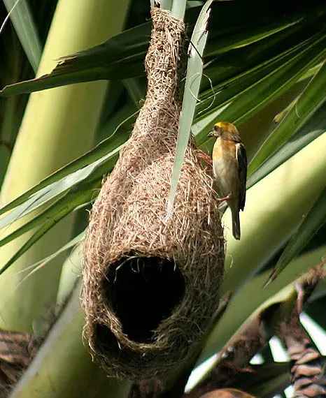 Baya_weaver_at_nest_I_IMG_5101.jpg