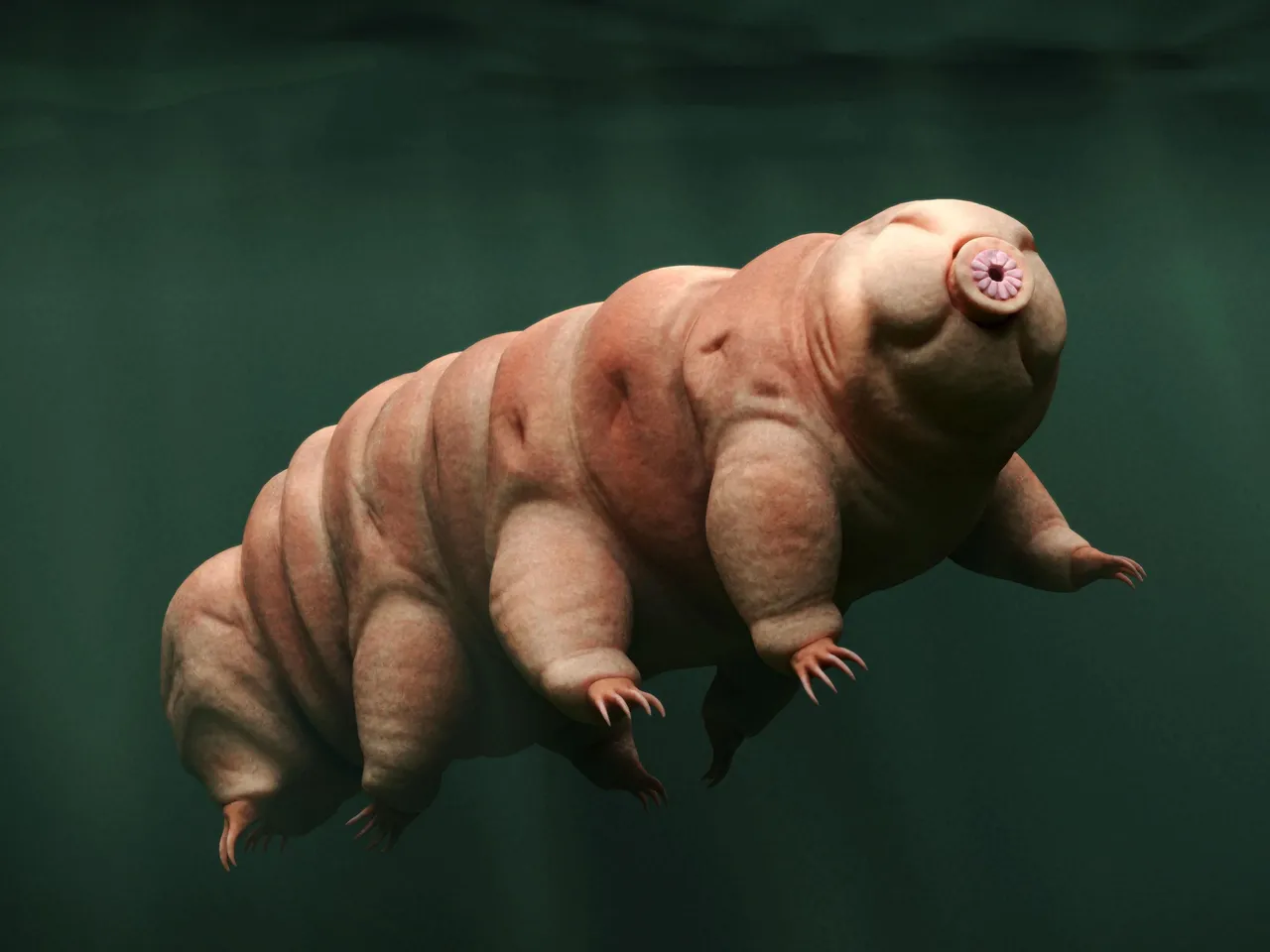 Interesting Facts About Tardigrades Water Bears