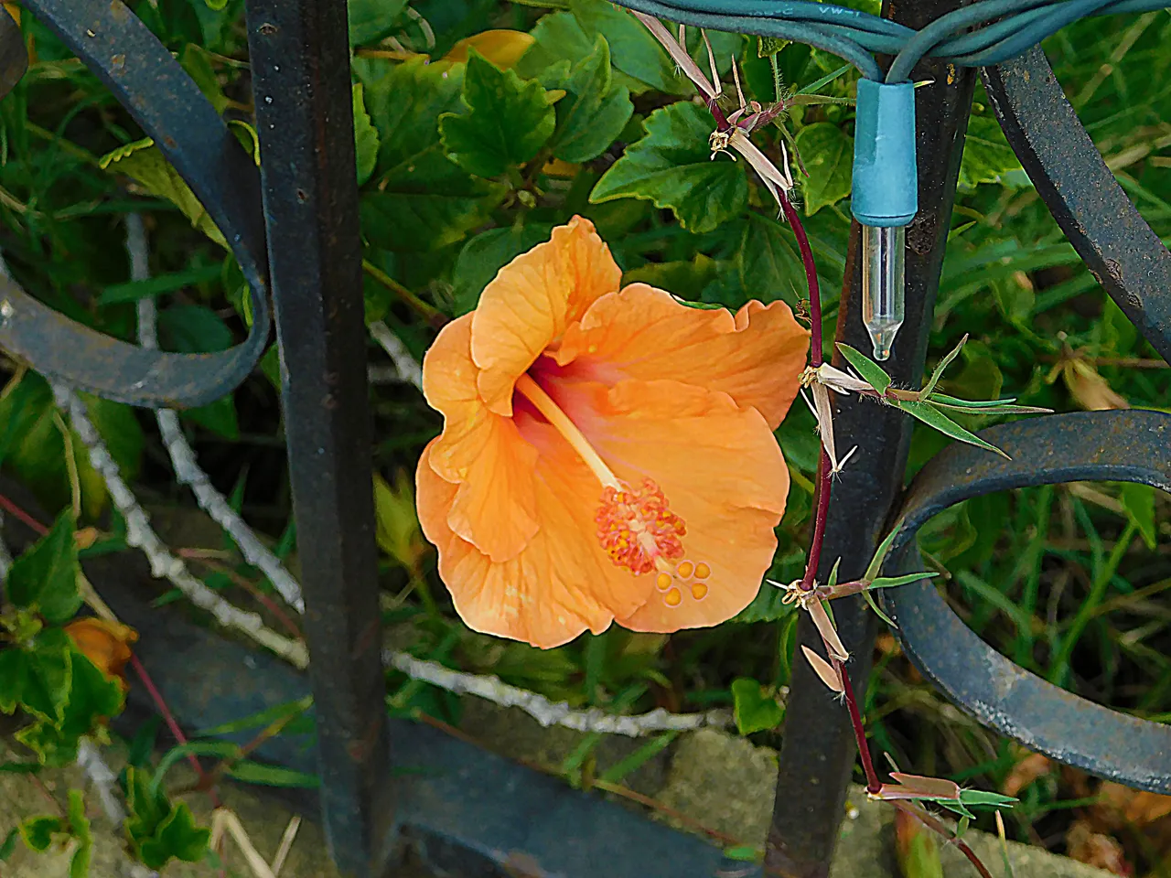 flowers of paradise, nature, photography by jeronimo rubio, all rights reserved, 2018 (191).JPG