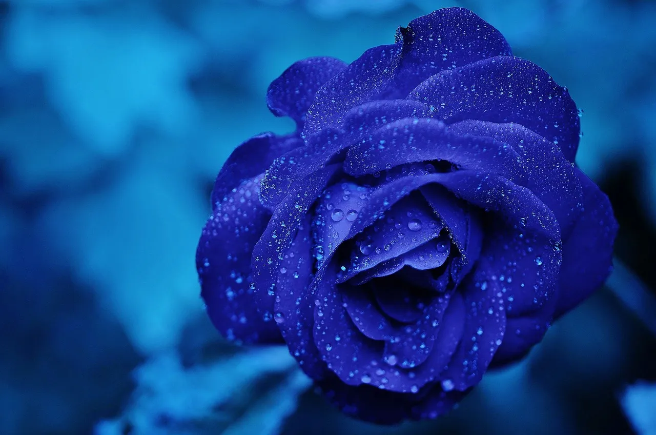 blue flower