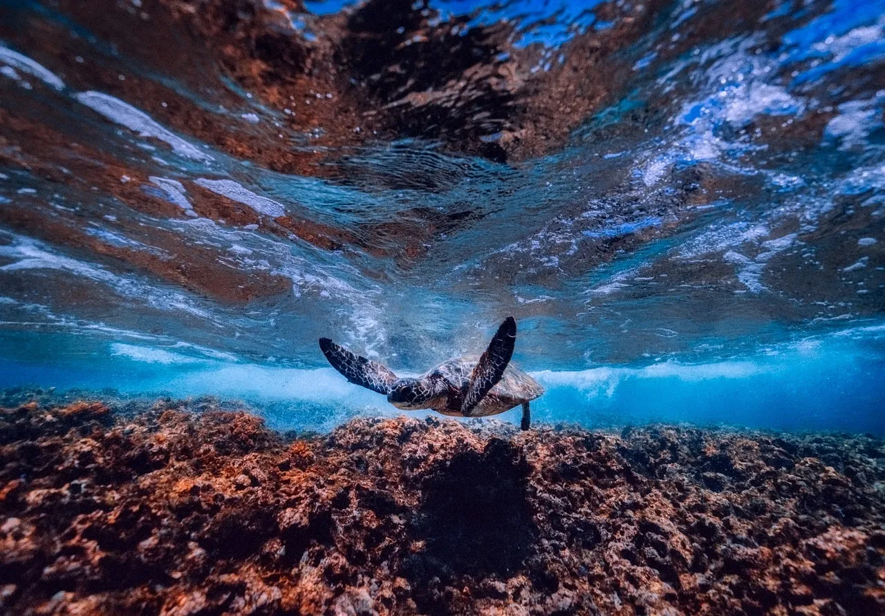 A sea turtle swims in the ocean.