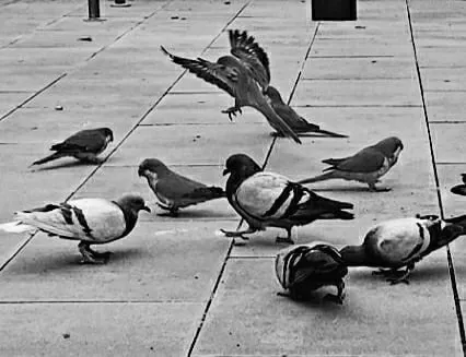 pigeonBW3.jpg