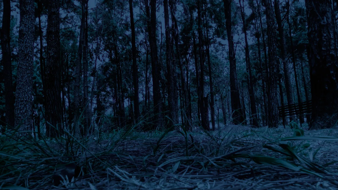 Noche.jpg