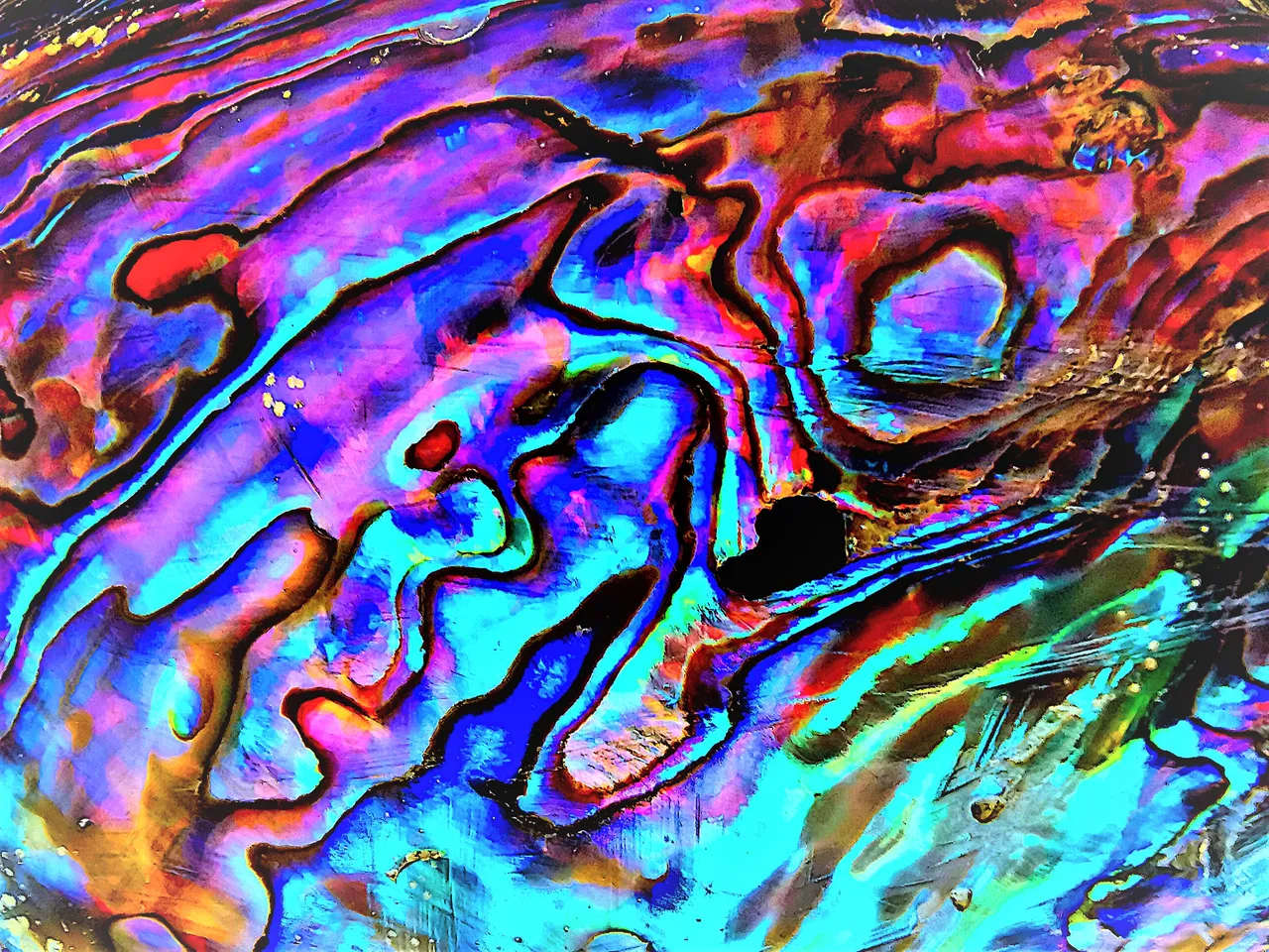 Paua3.jpg