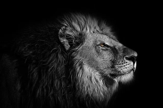 lion.jpg