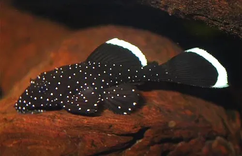 Pleco.jpg
