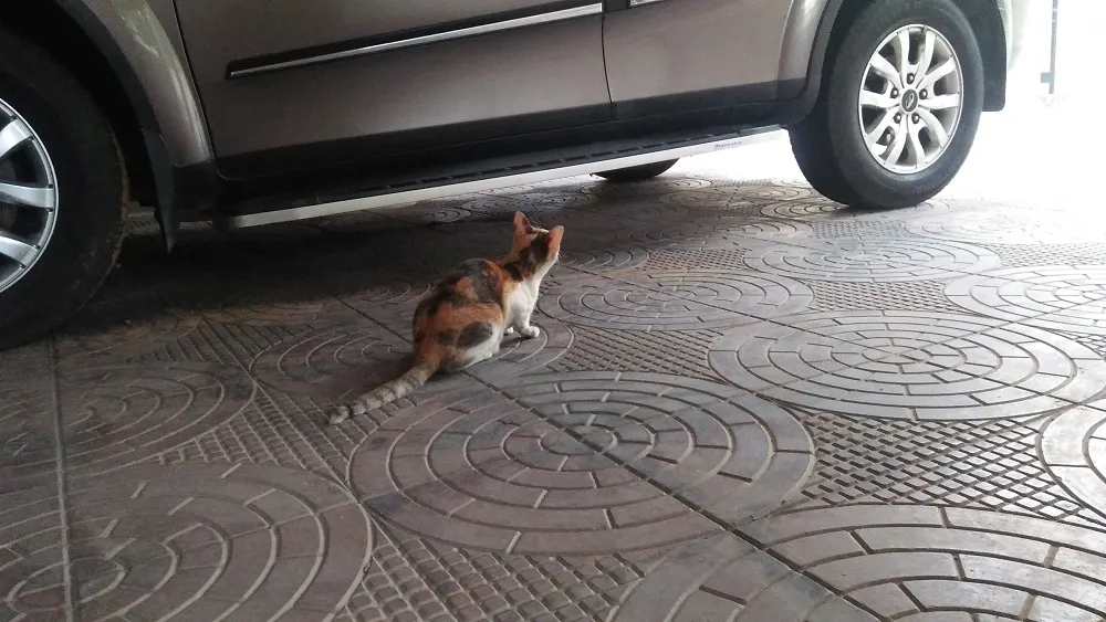 meow.jpg