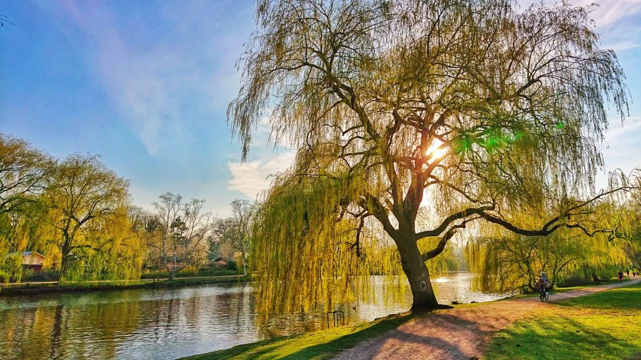 alster.jpg