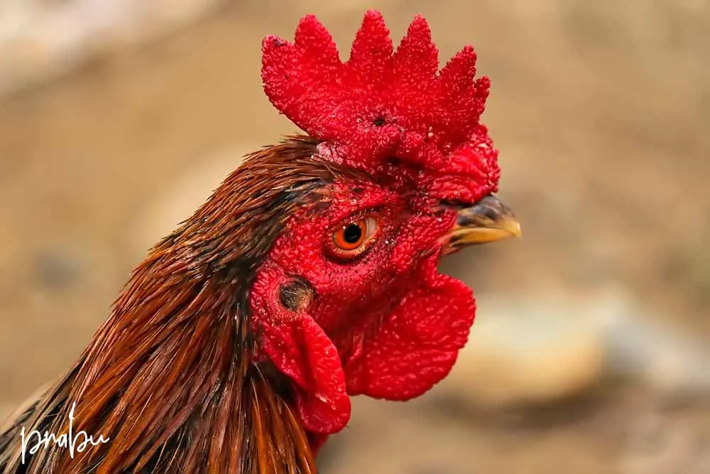 IMG_1077.jpg