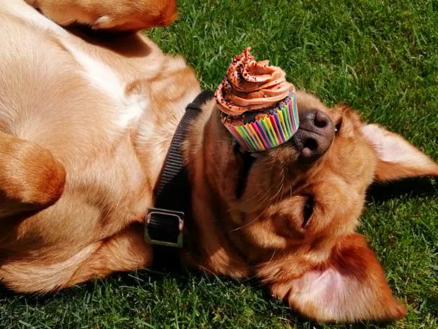 Foto-Montage - Frieda bekommt natürlich keine Cupcakes :-D