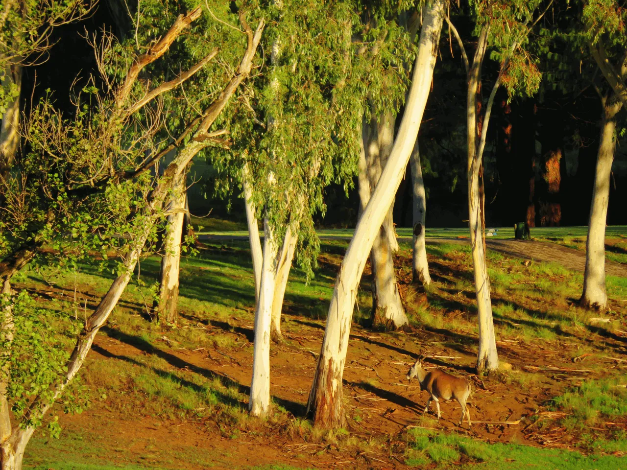 Bluegum Trees and Eland