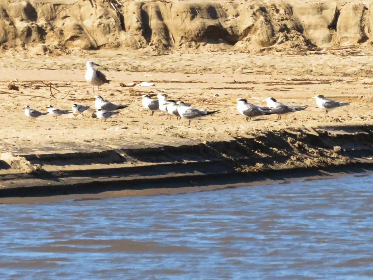 Kelp Gull and Common tern