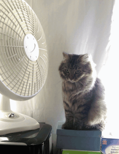 untitled.gif