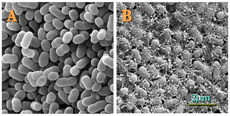 escherichia coli o157:h7 nairatag