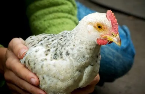 chicken_480x32007631.jpg