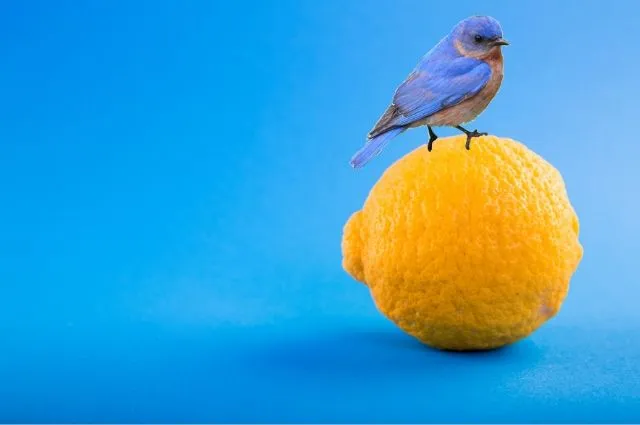 Four Funky Blue Bird Fantasy Fotos