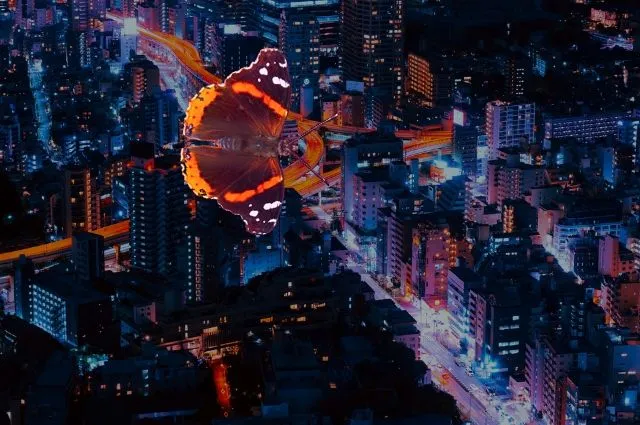 Four Funky Flutterby Fotos Times Two