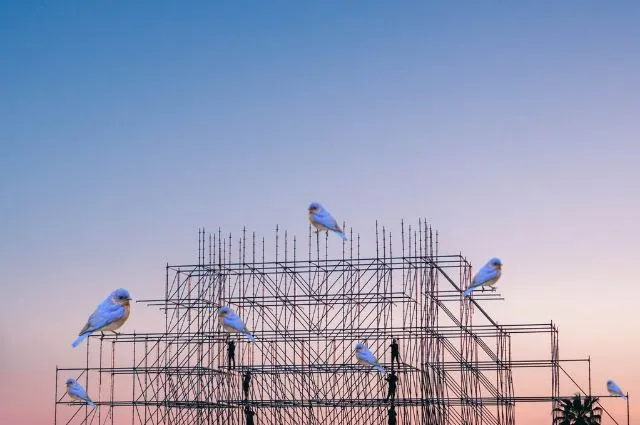 Four Funky Blue Bird Fantasy Fotos