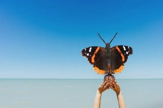 Four Funky Flutterby Fotos Times Two