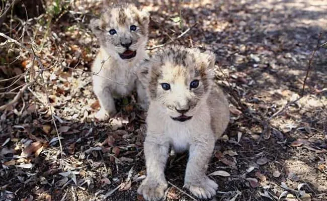 World's First Lion Cubs Conceived Artificially In South Africa.jpg