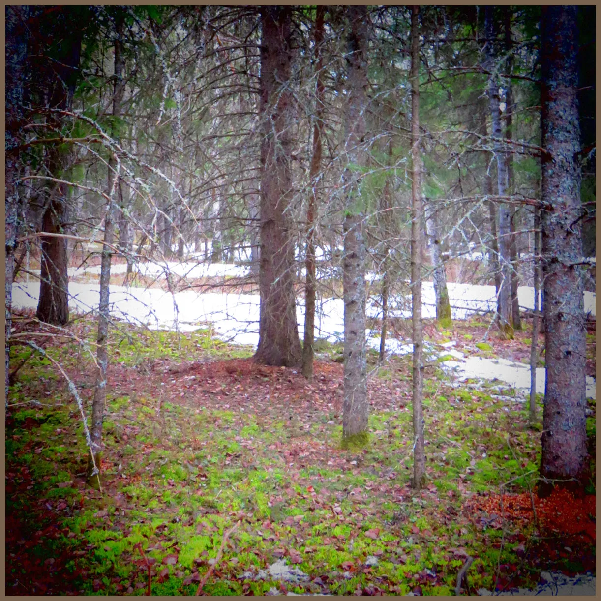 focused view into pine meadow of 1 pine patchs of snow green plants brightened filter.JPG