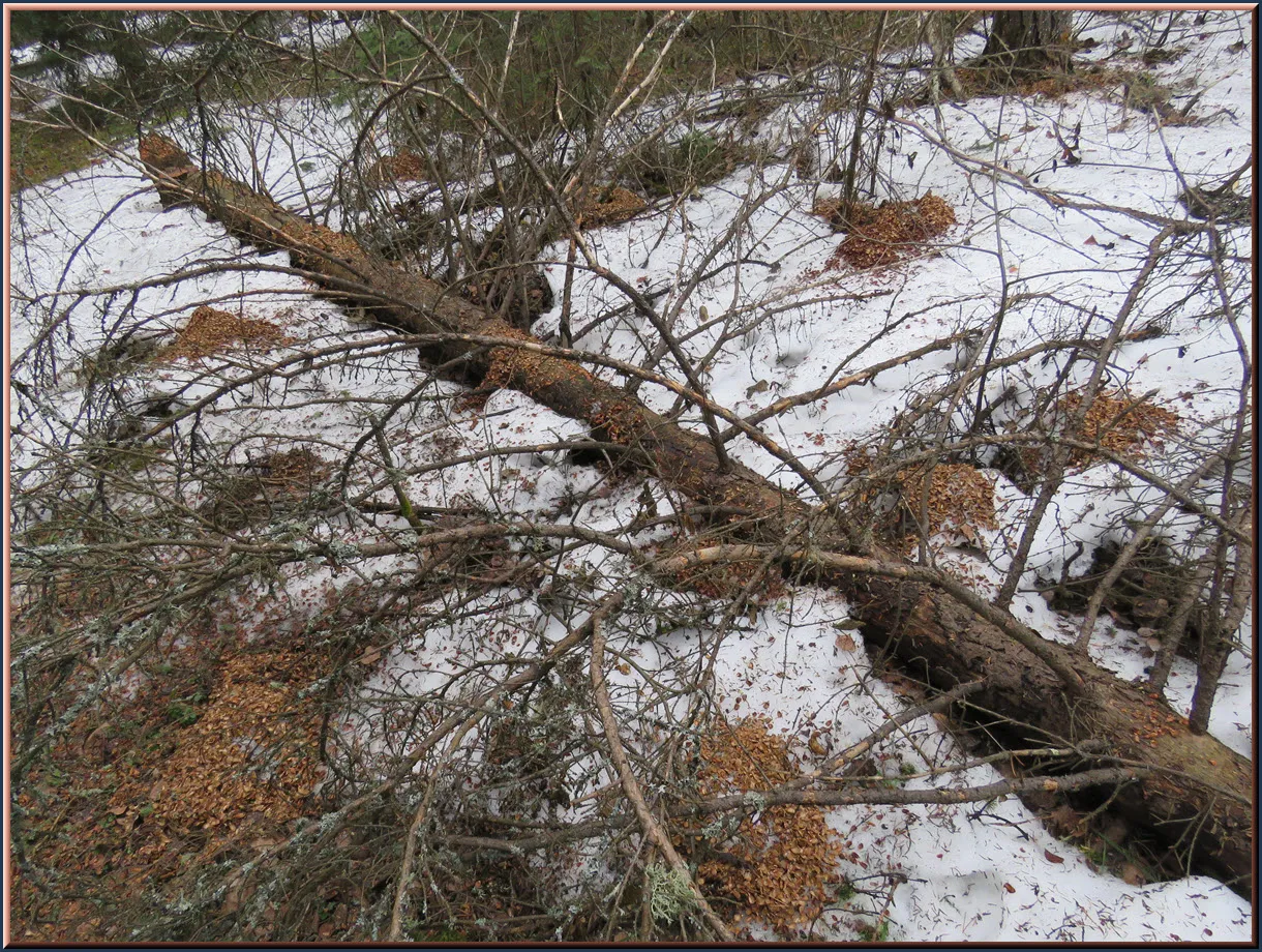 fallen tree in snow with many patchs of pine cone scraps from squirrel surrounding it.JPG