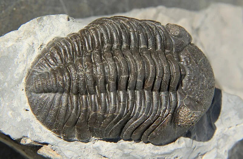 Imagen de Trilobite