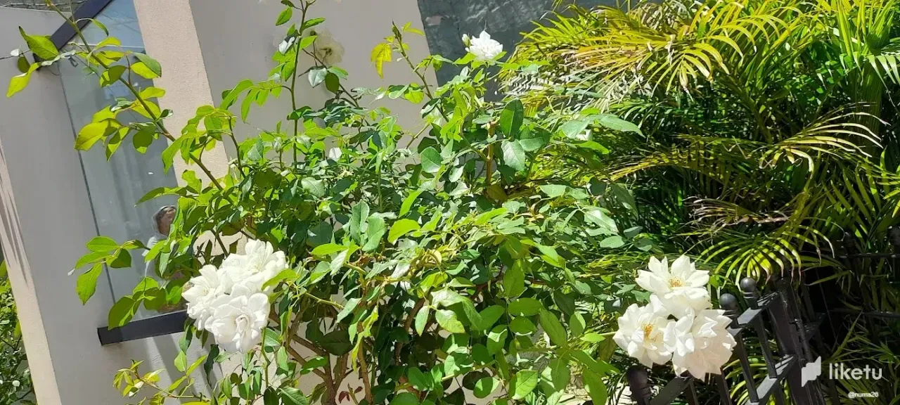 4cY68FrCKRotvbD2_rosas_blancas_tres.webp