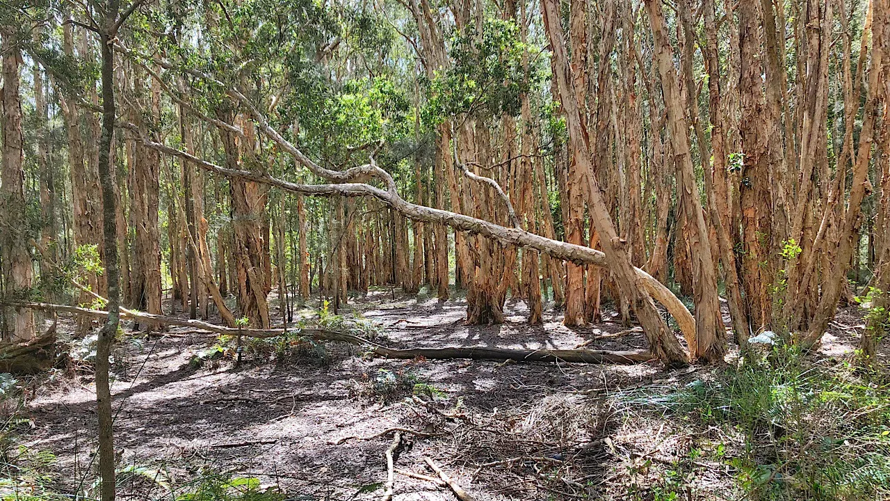 Gumtree Forest