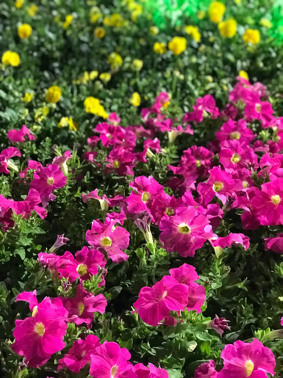 C55642DE-B094-46E6-A1AC-E94672CC34F4.jpeg