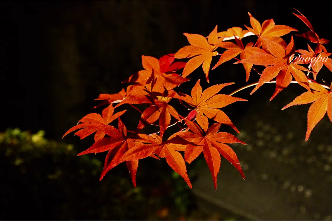 4366435C-F92A-4FB7-BC97-8F576DAF63C5.jpeg