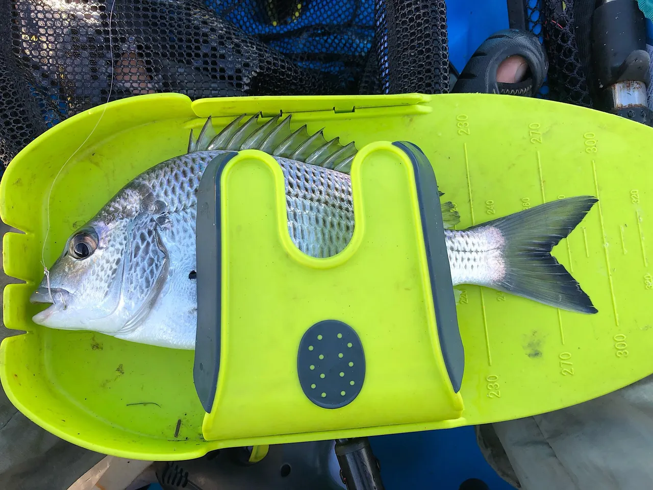 30 cm yellowfin bream