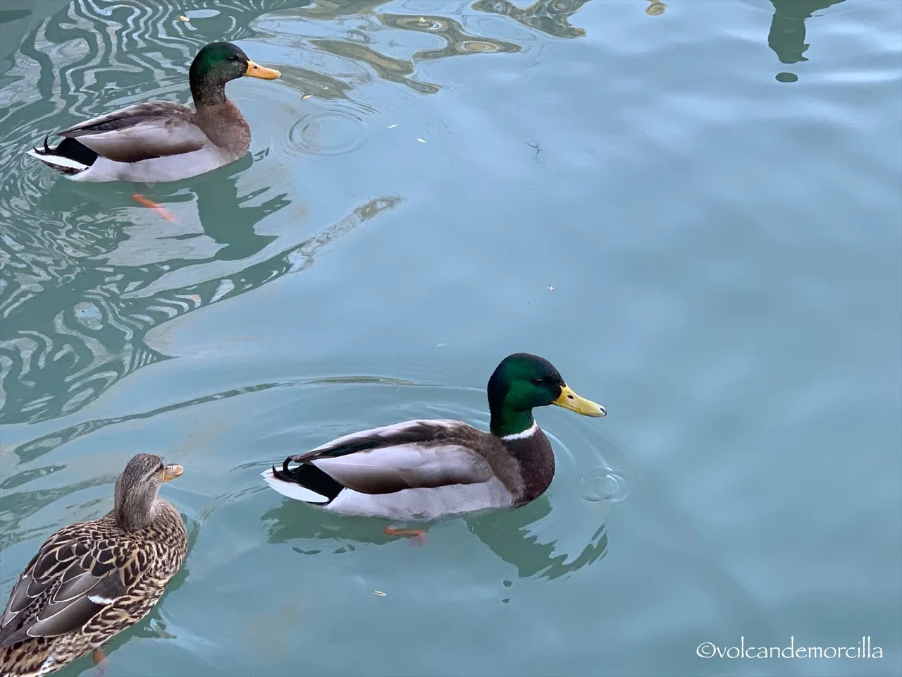 EE67AE8B-577D-41DC-BA49-E9E46A4F1077.jpeg