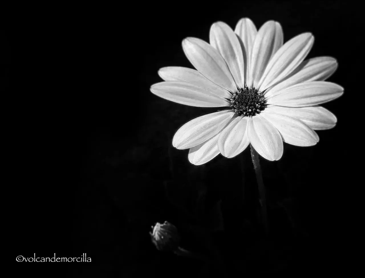 DFD352B2-6AD5-45EF-BF7E-FC30A191A311.jpeg