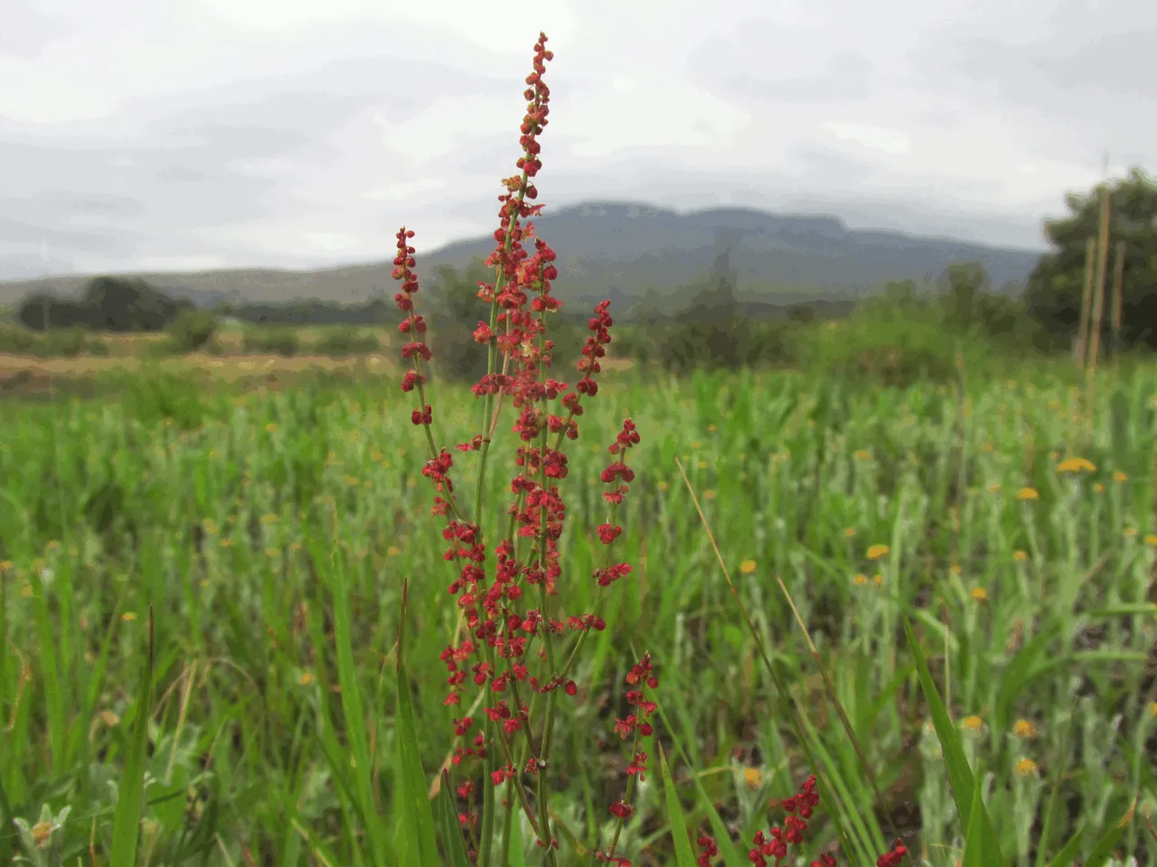 3031-Watsonia latifoliaORDisaAmoena.png