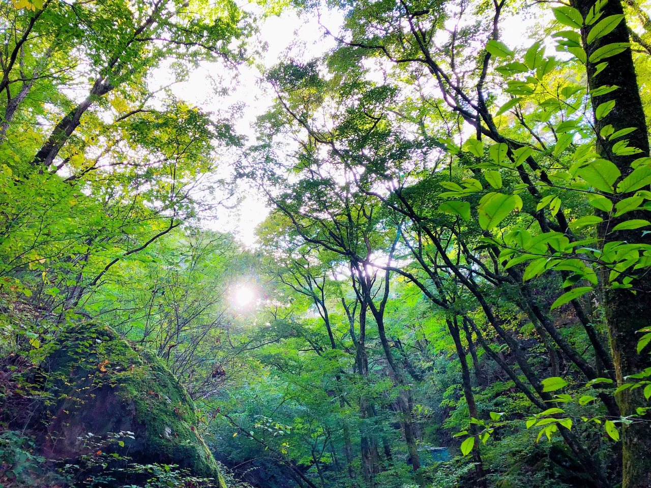 C9E4134D-60EA-429C-990D-265537F8DED2.jpeg