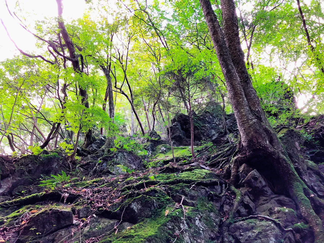 B2E64E31-5E4B-41E7-91DF-415DDF454271.jpeg