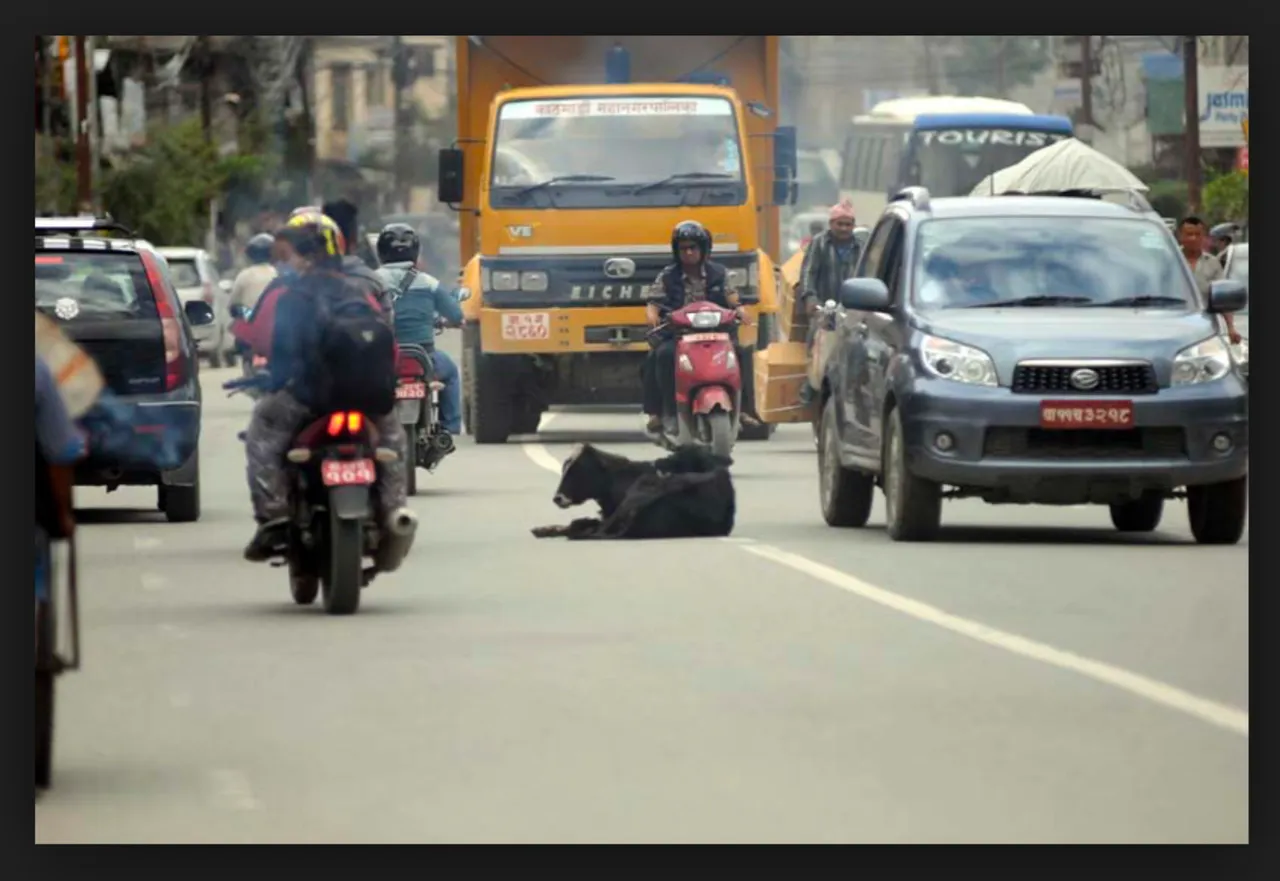 Holy Cow as Traffic police .png