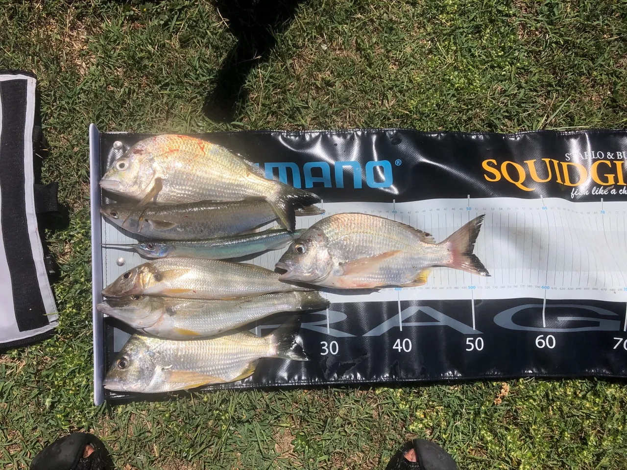 Mixed bag of fish