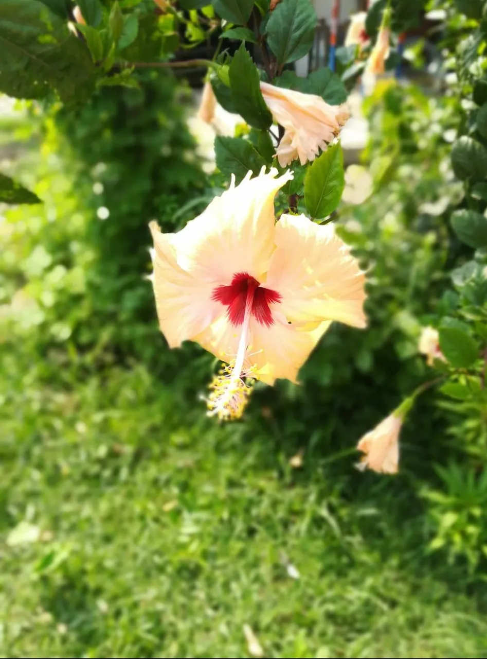 02060132-CE88-47AF-9EE6-D473471DF23B.jpeg