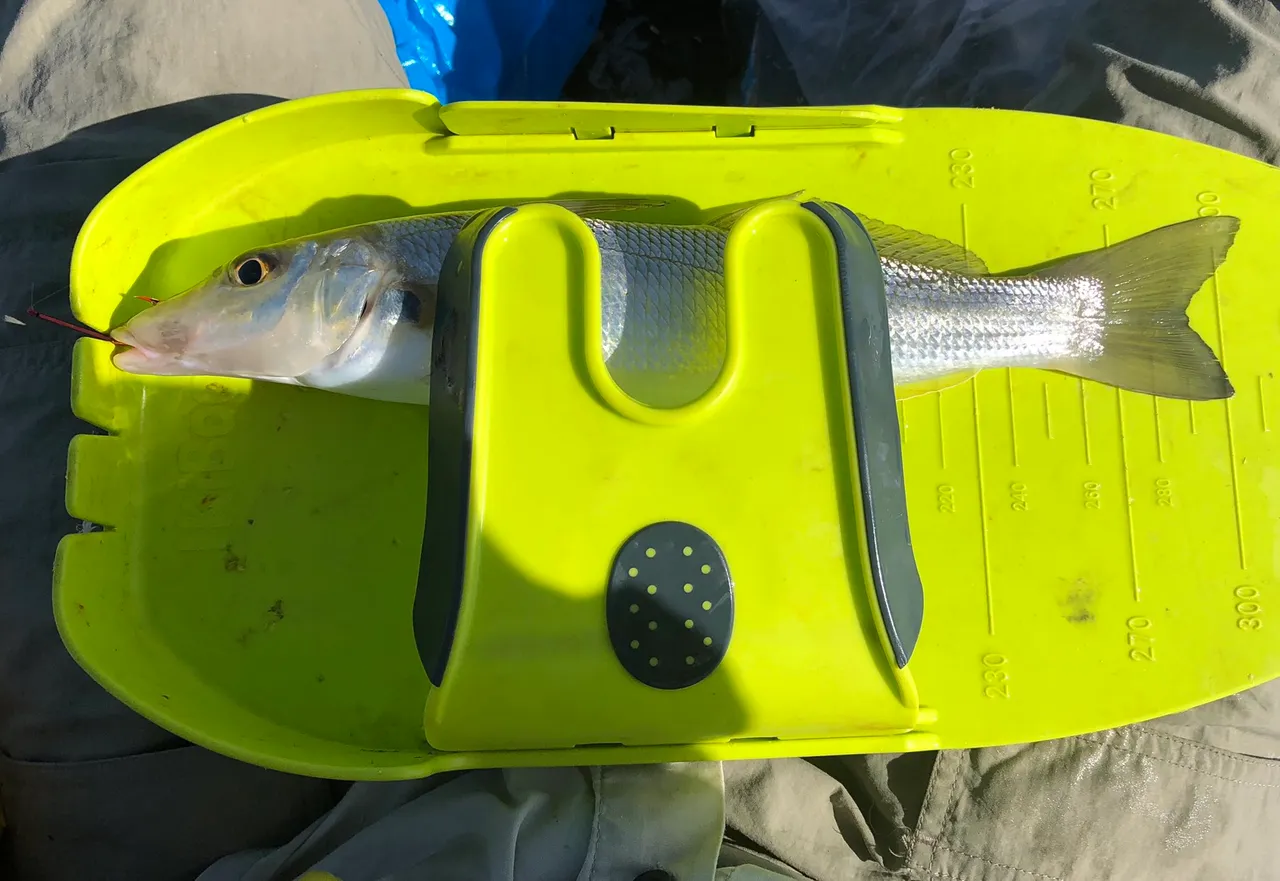 31 cm sand whitings
