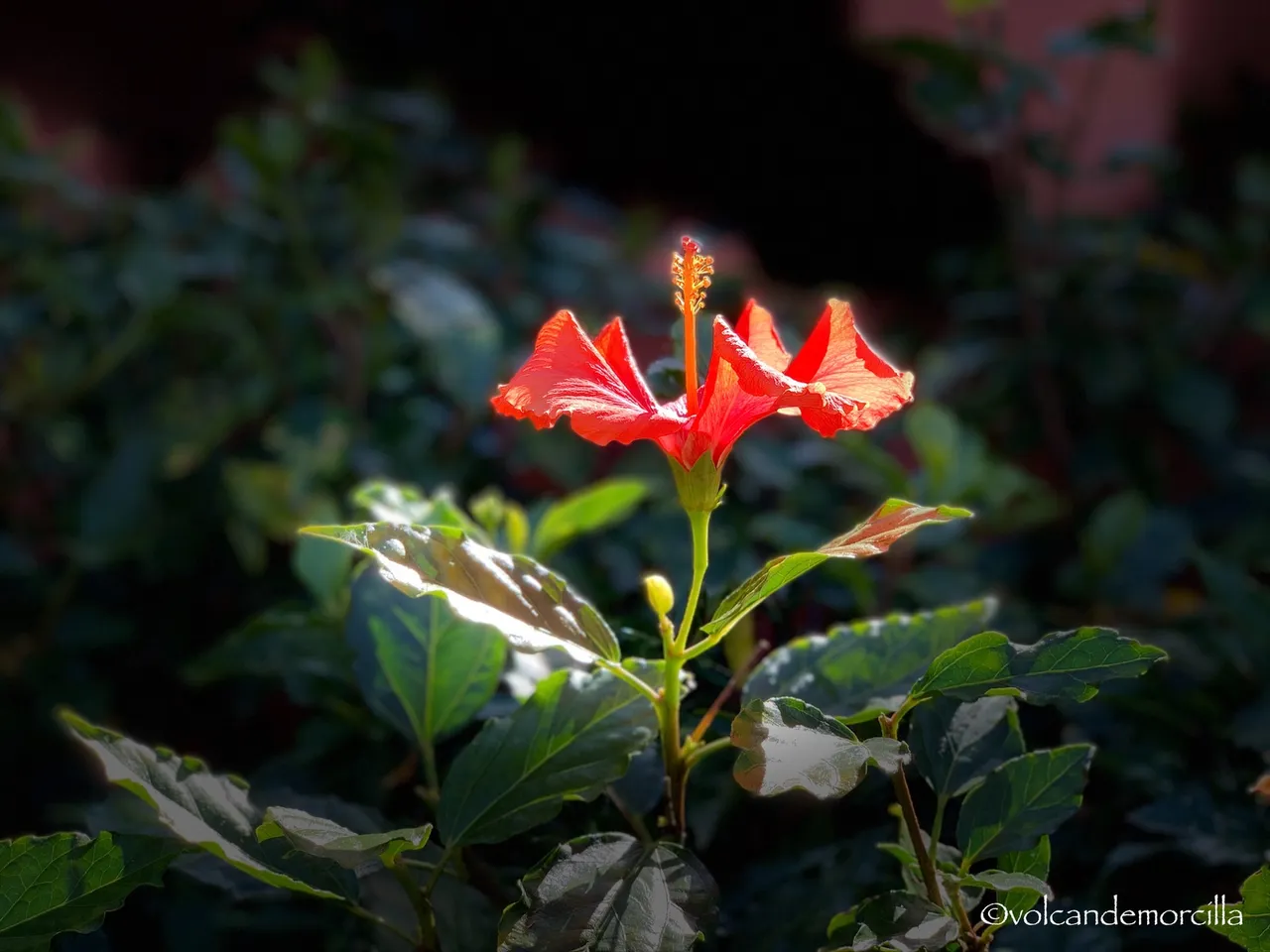 45D0255D-24AA-4F84-AA04-D7B232ADA52E.jpeg