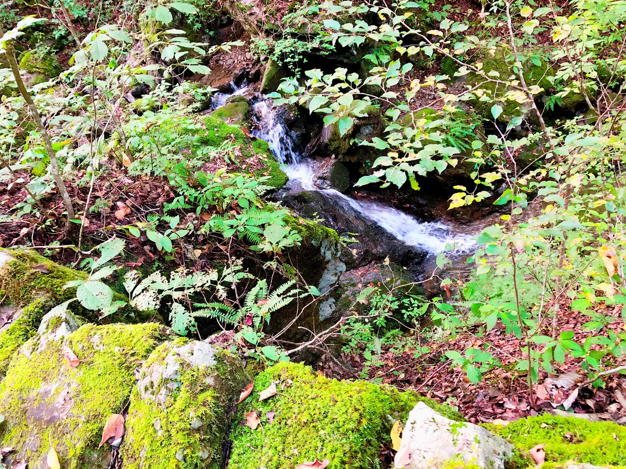 363B0106-3456-4D0C-8B3C-9EDA6201237C.jpeg