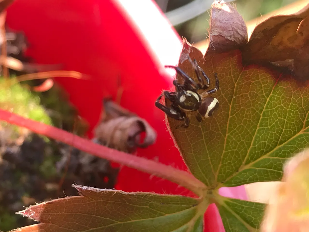 7221635B-46DE-4C2F-B023-B9073B1A3EC9.jpeg