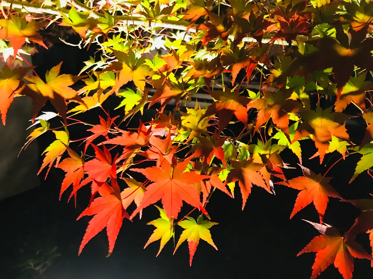 A925518B-CD2D-4D26-B5B9-2604899B6C28.jpeg