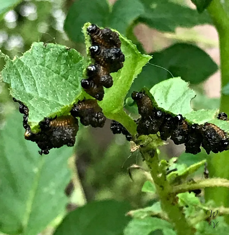 insectpub-photography--larvae-ladybug.jpg